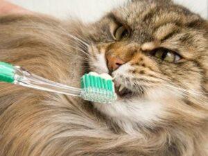 This tooth brush is too big for a cat but she is being allowed to get used to the toothpaste by licking it off.