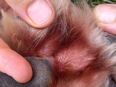 skin irritation on dogs paws