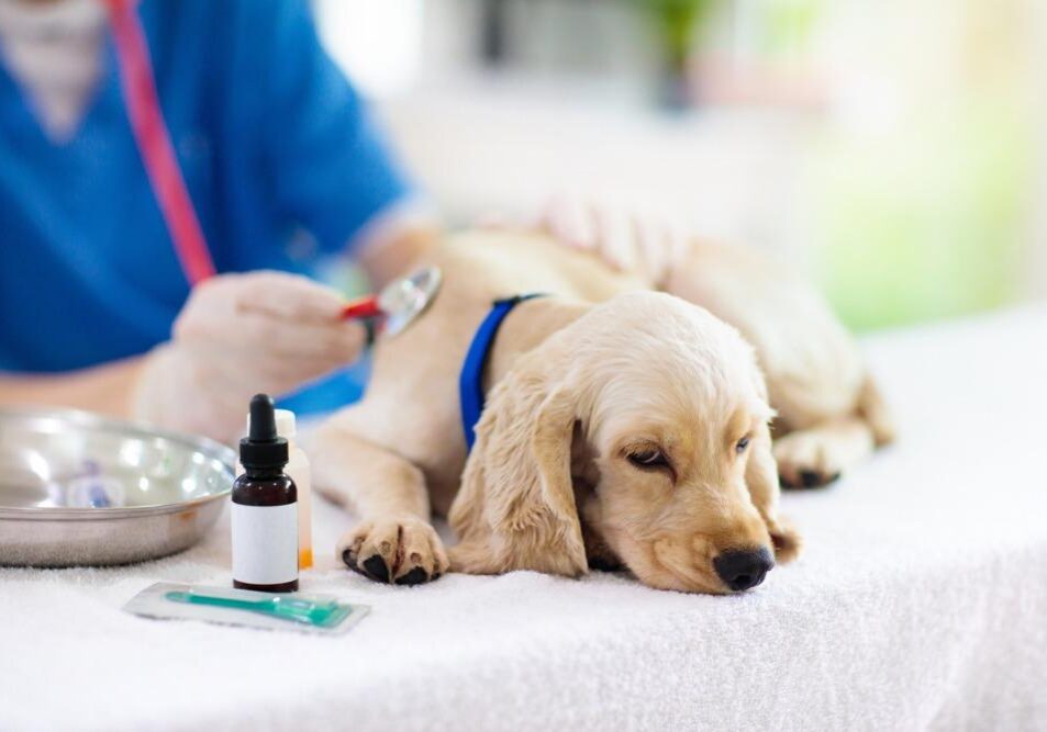 Vet,Examining,Dog.,Puppy,At,Veterinarian,Doctor.,Animal,Clinic.,Pet