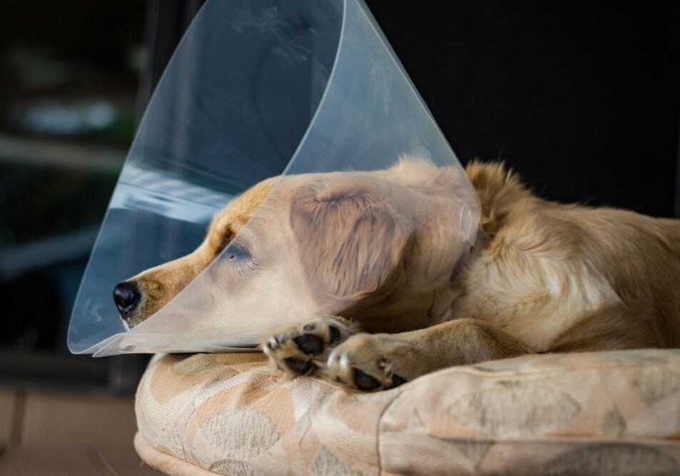 Tired,Golden,Retriever,Puppy,Wearing,The,"cone,Of,Shame",After