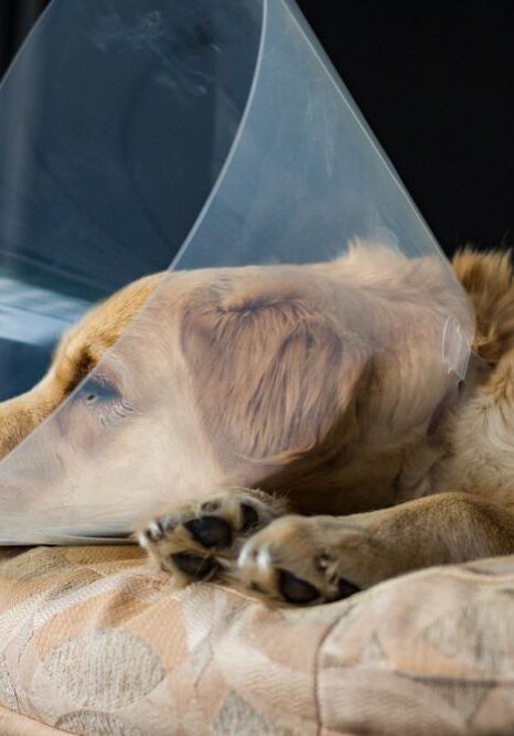 Tired,Golden,Retriever,Puppy,Wearing,The,"cone,Of,Shame",After