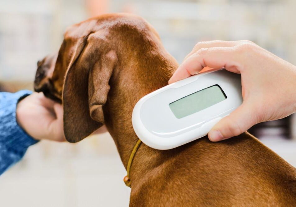 Veterinarian,Checking,Microchip,Implant,Under,Rhodesian,Ridgeback,Dog,Puppy,Skin