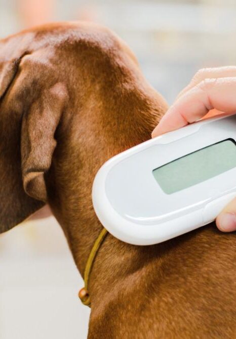 Veterinarian,Checking,Microchip,Implant,Under,Rhodesian,Ridgeback,Dog,Puppy,Skin