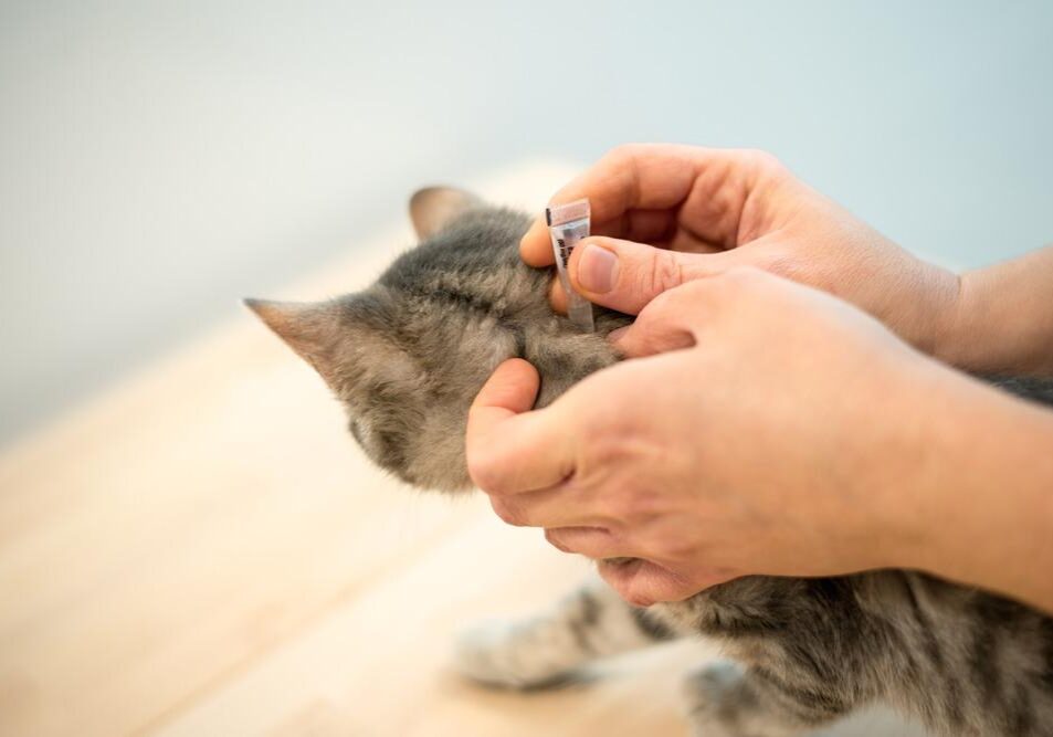 Female,Veterinarian,Doctor,Uses,Anti-flea,Drops,To,Treat,A,Cat