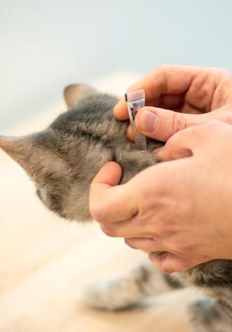 Female,Veterinarian,Doctor,Uses,Anti-flea,Drops,To,Treat,A,Cat