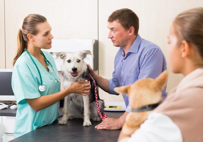 Woman,Vet,Examines,A,Dog,In,Clinic