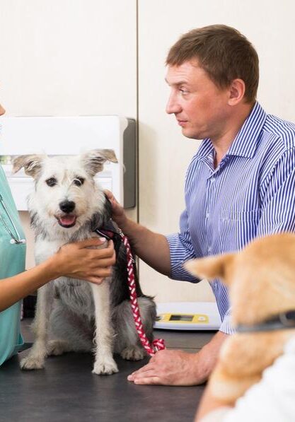 Woman,Vet,Examines,A,Dog,In,Clinic