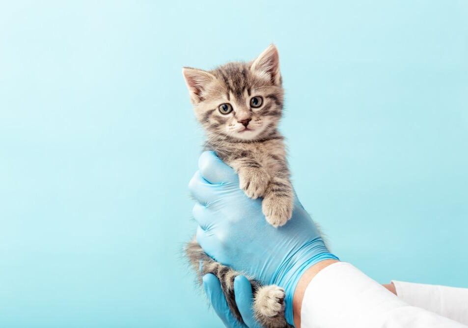 Striped,Gray,Cat,In,Doctor,Hands,On,Color,Blue,Background.kitten