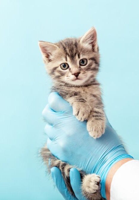 Striped,Gray,Cat,In,Doctor,Hands,On,Color,Blue,Background.kitten