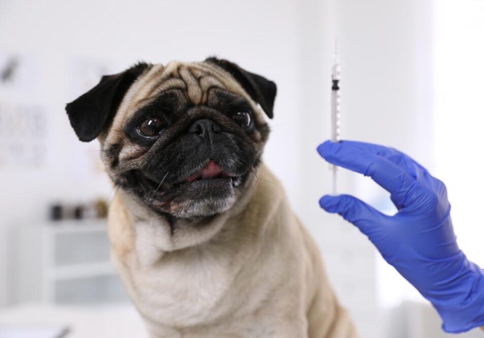 Professional,Holding,Syringe,With,Vaccine,Near,Cute,Pug,Dog,In