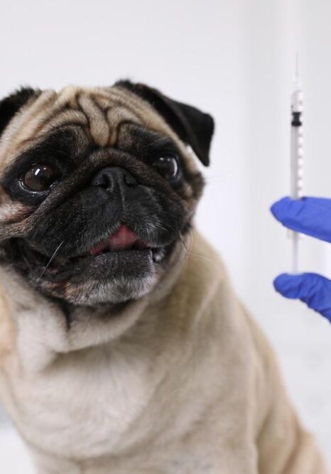 Professional,Holding,Syringe,With,Vaccine,Near,Cute,Pug,Dog,In