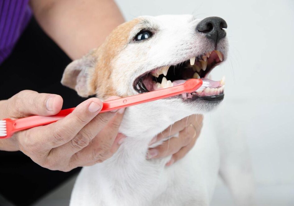 Hand,Brushing,Dog's,Tooth,For,Dental,Care