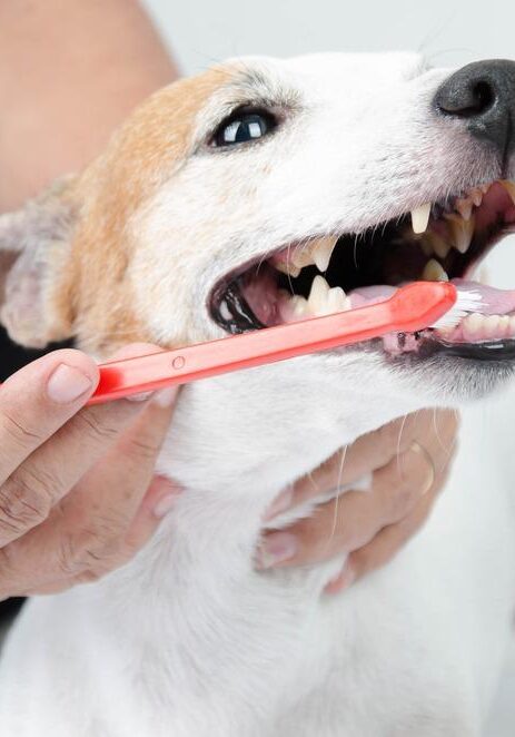 Hand,Brushing,Dog's,Tooth,For,Dental,Care