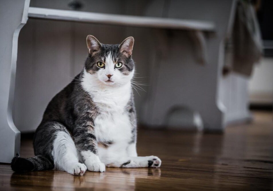 Funny,Fat,Cat,Sitting,In,The,Kitchen,And,Probably,Waiting