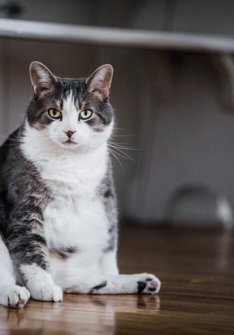 Funny,Fat,Cat,Sitting,In,The,Kitchen,And,Probably,Waiting